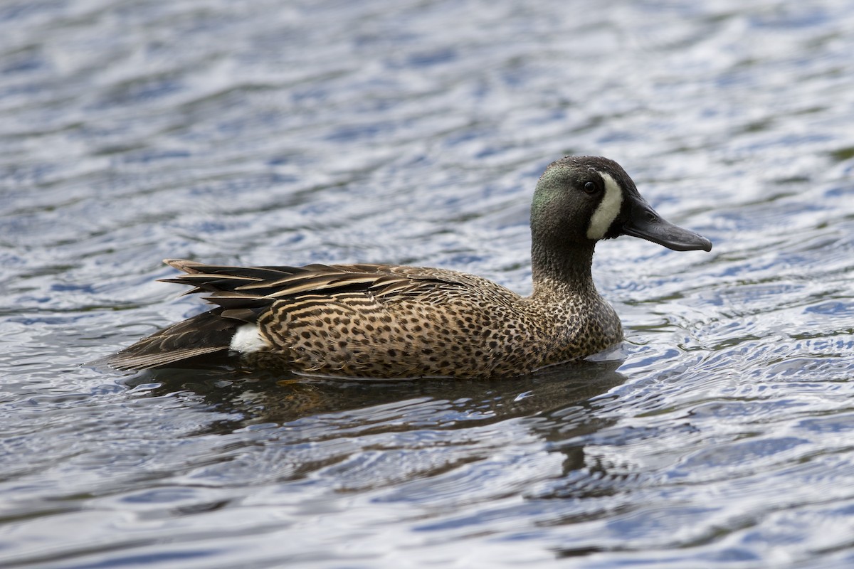 Blue-winged Teal - ML165486451