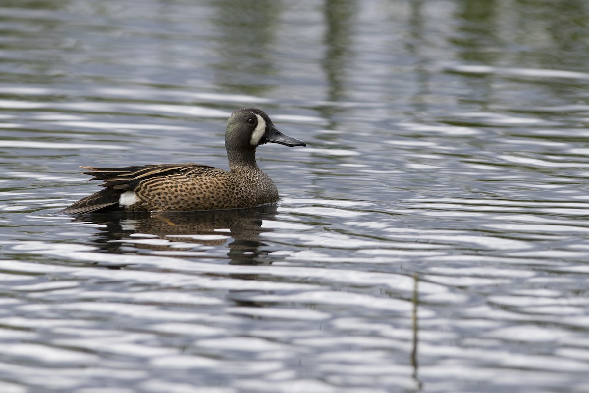 Blue-winged Teal - ML165486461