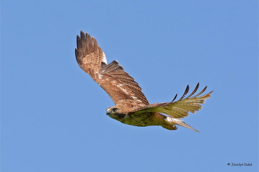 Red-tailed Hawk - Jocelyn Dubé