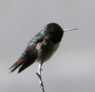 Broad-tailed Hummingbird - ML165497961