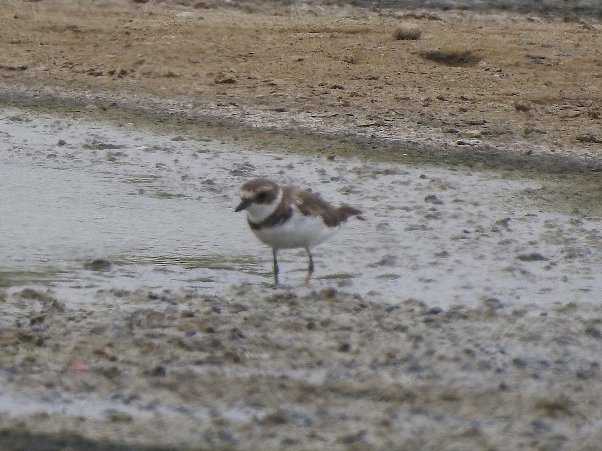 Semipalmated Plover - ML165499471