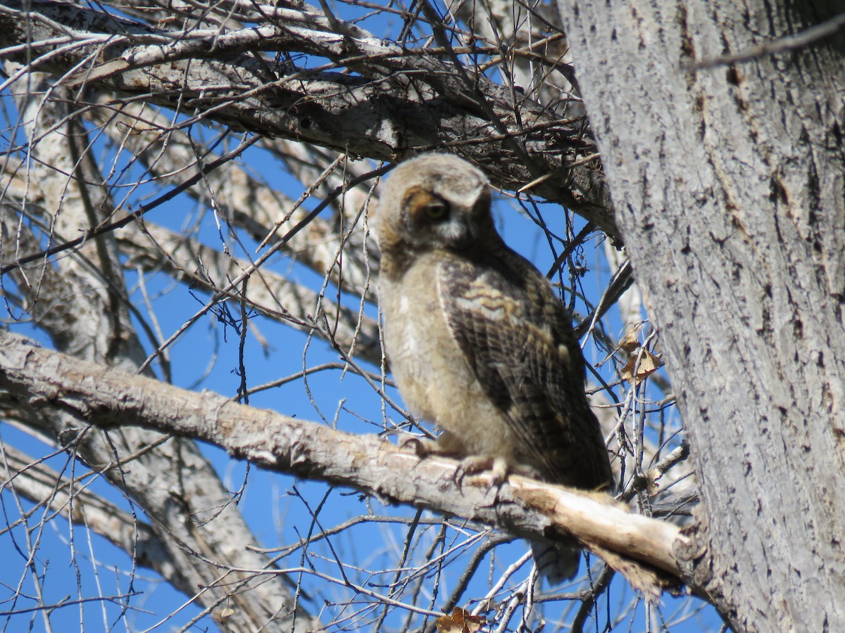 Great Horned Owl - ML165499741