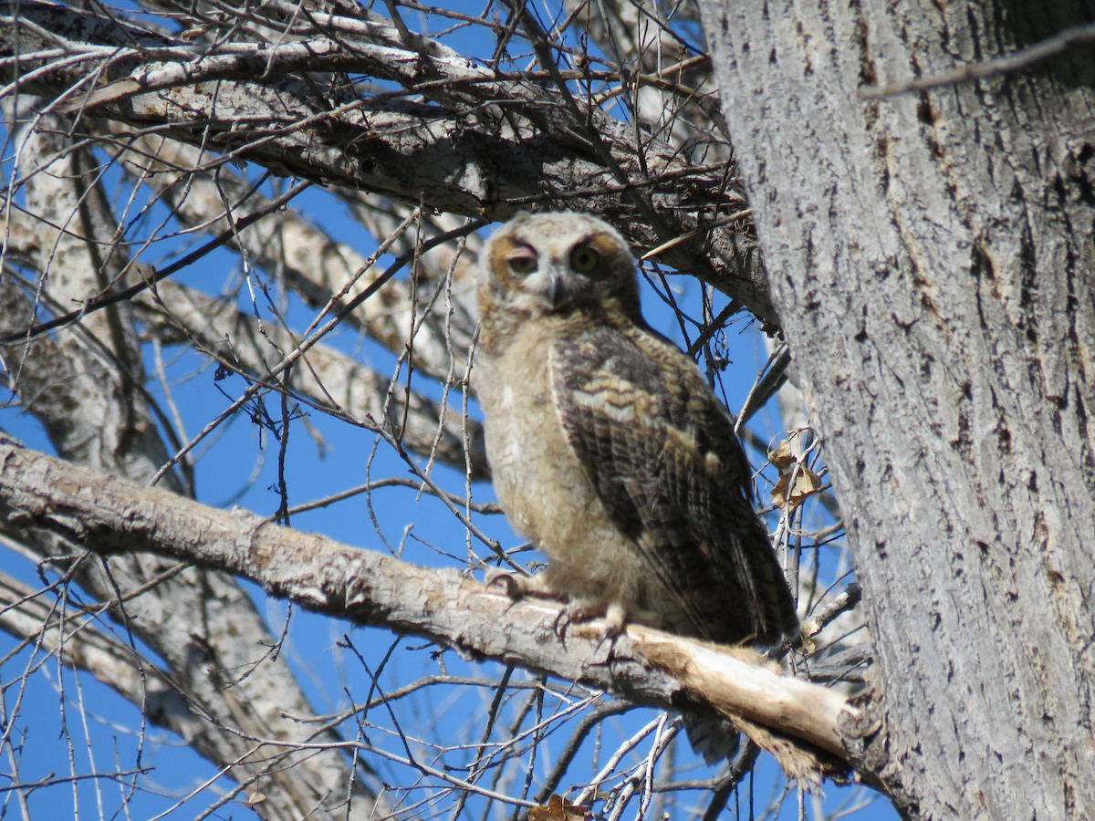 Great Horned Owl - ML165499761