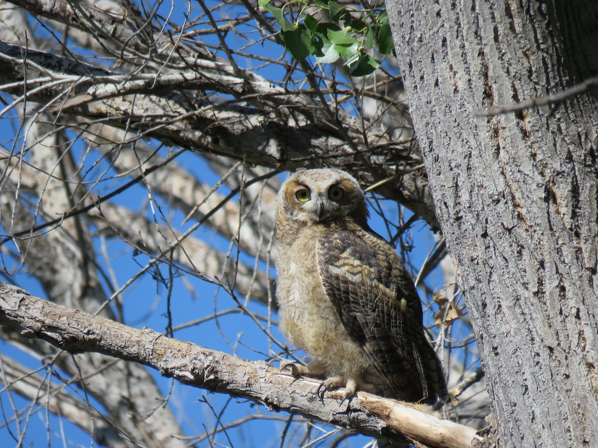 Great Horned Owl - ML165499821