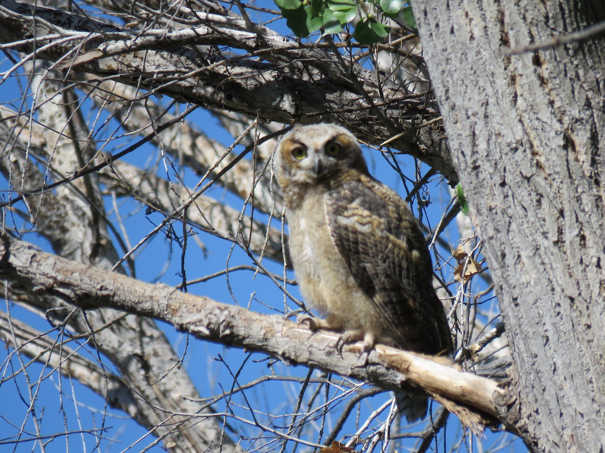 Great Horned Owl - ML165499951