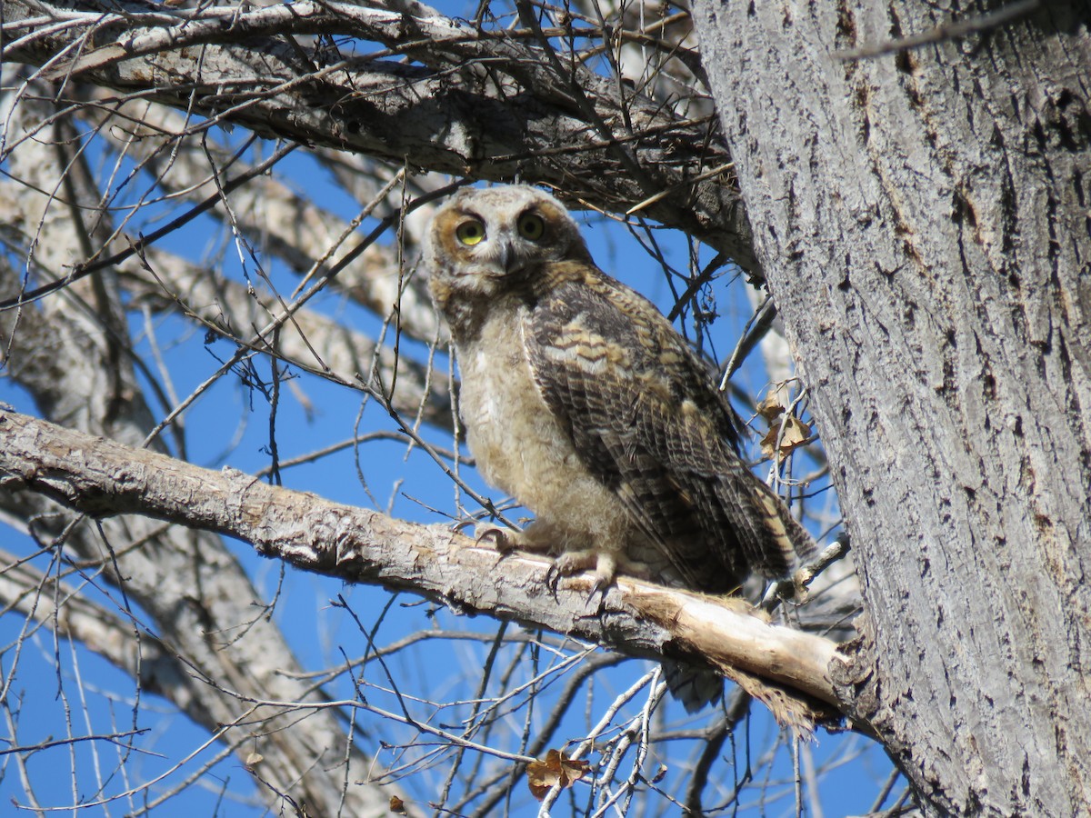 Great Horned Owl - ML165499971
