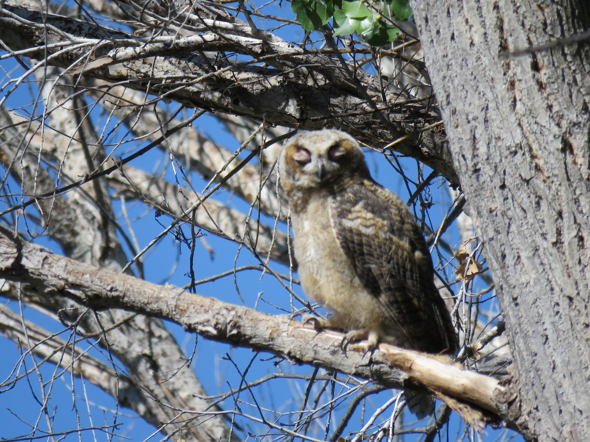 Great Horned Owl - ML165500011