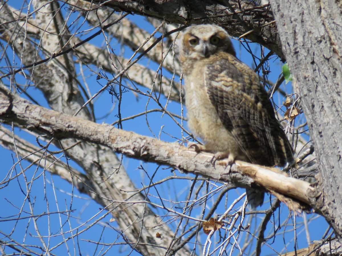 Great Horned Owl - ML165500271