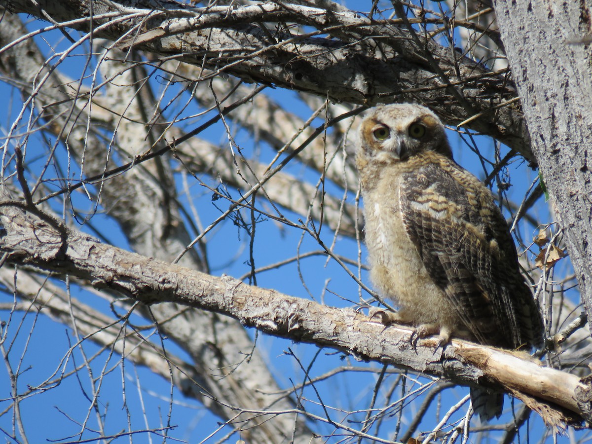 Great Horned Owl - ML165500281
