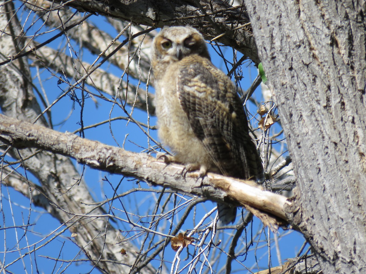 Great Horned Owl - ML165500321