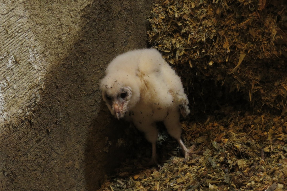 Barn Owl - ML165501071