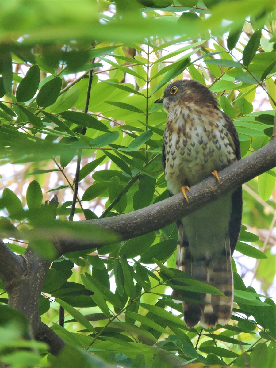 Common Hawk-Cuckoo - Mahathi Narayanaswamy
