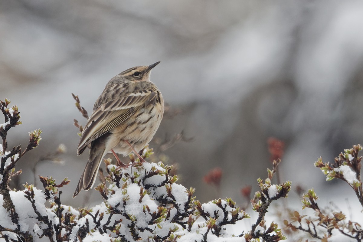 Rosy Pipit - ML165506431