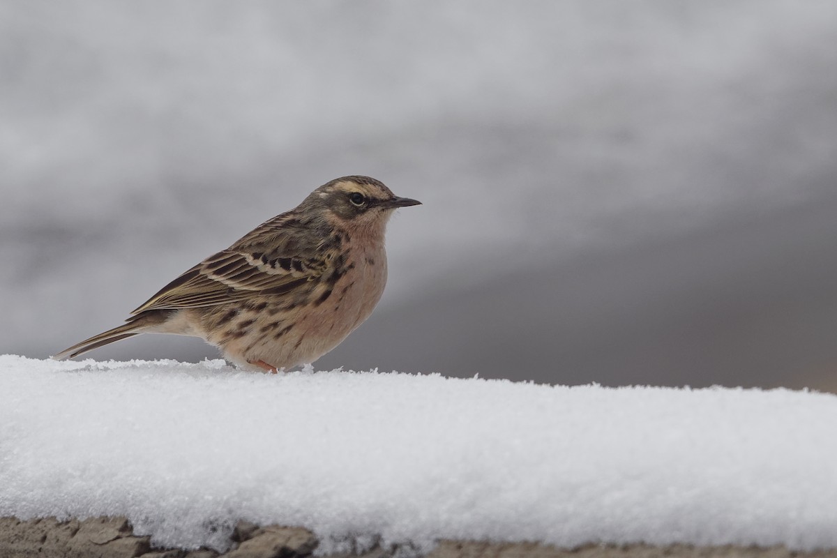 Rosy Pipit - ML165506441