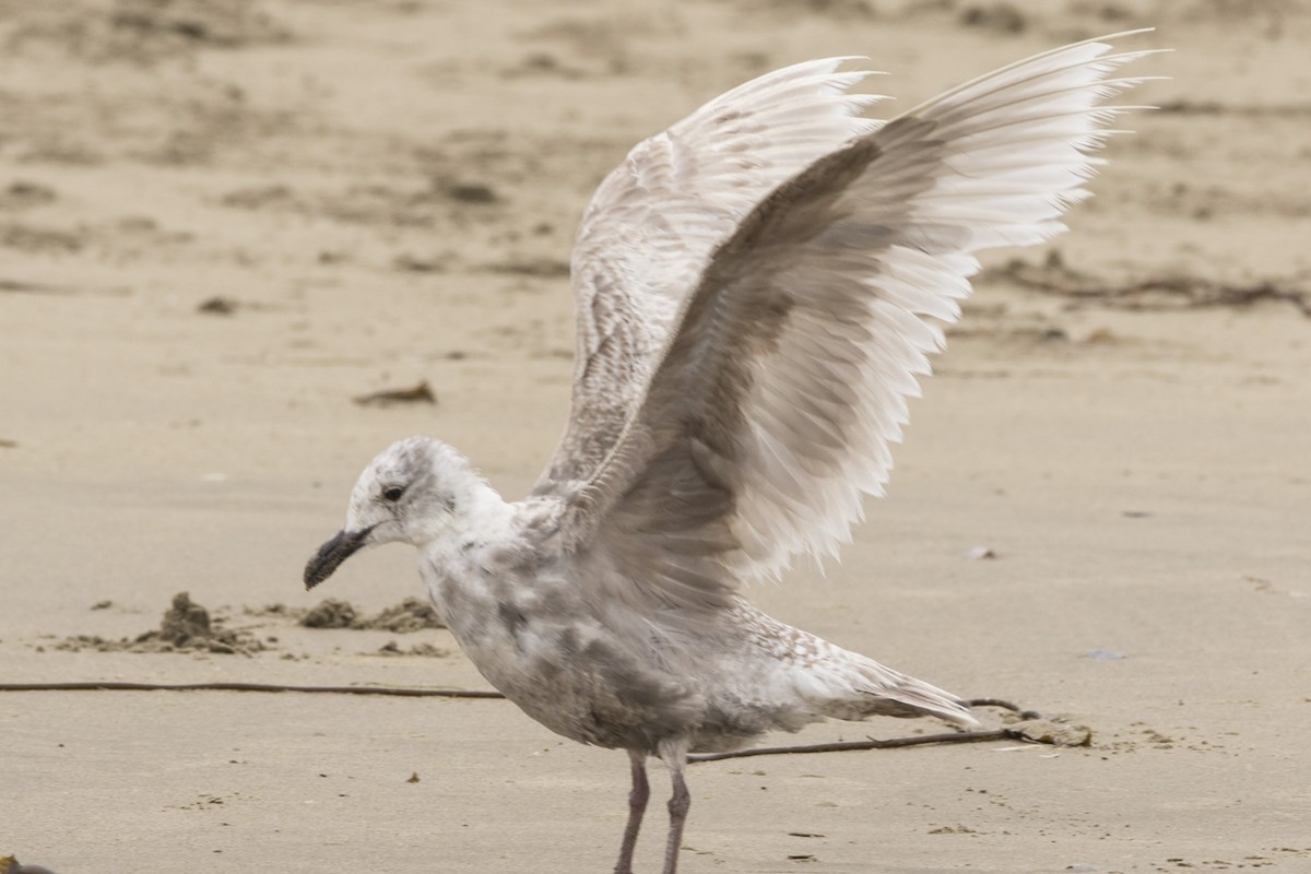 Glaucous-winged Gull - marlin harms