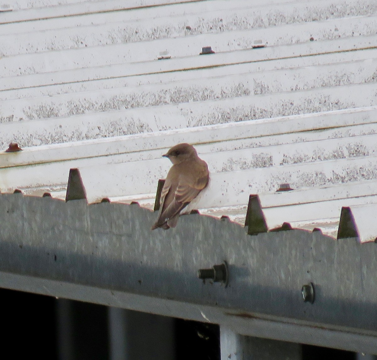 Northern Rough-winged Swallow - ML165517631