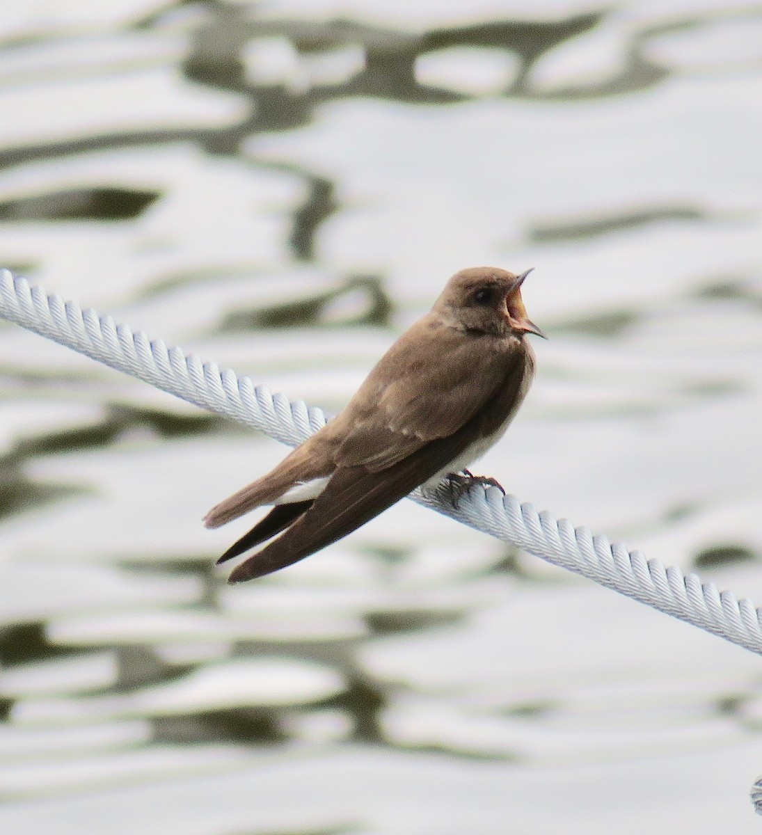 Northern Rough-winged Swallow - ML165518181