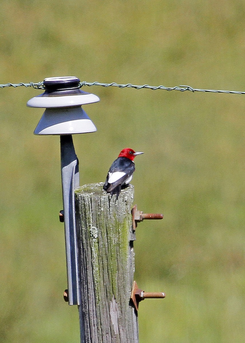 Red-headed Woodpecker - ML165519131