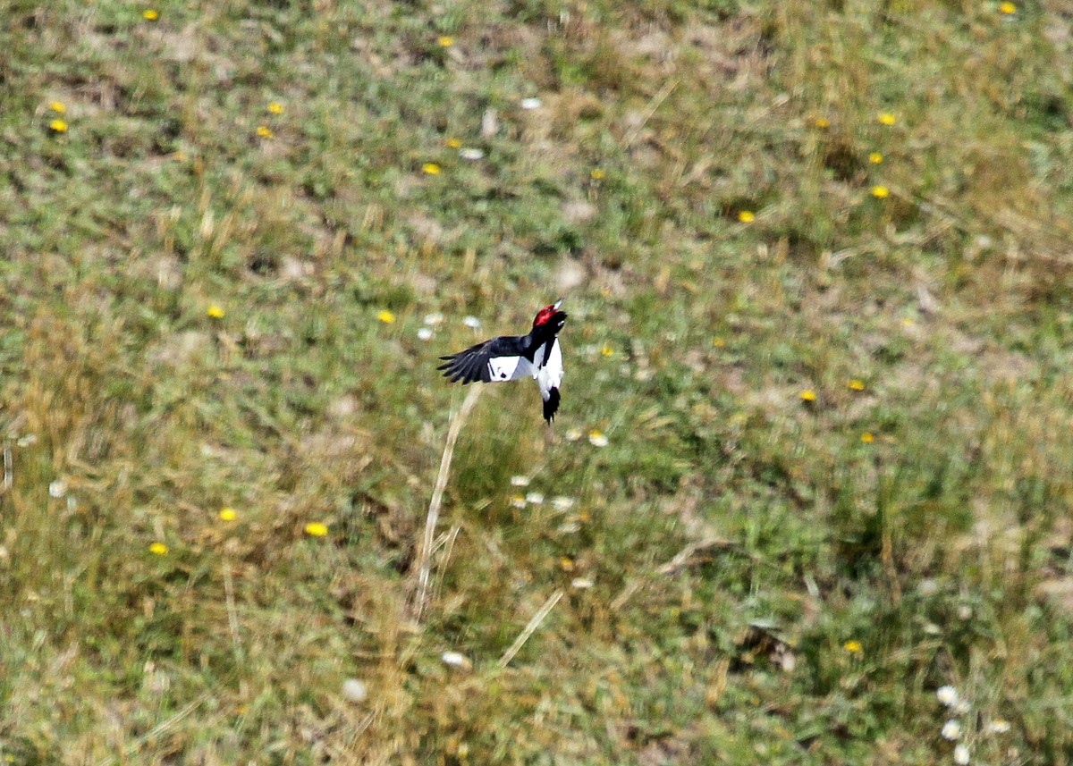 Red-headed Woodpecker - ML165519151