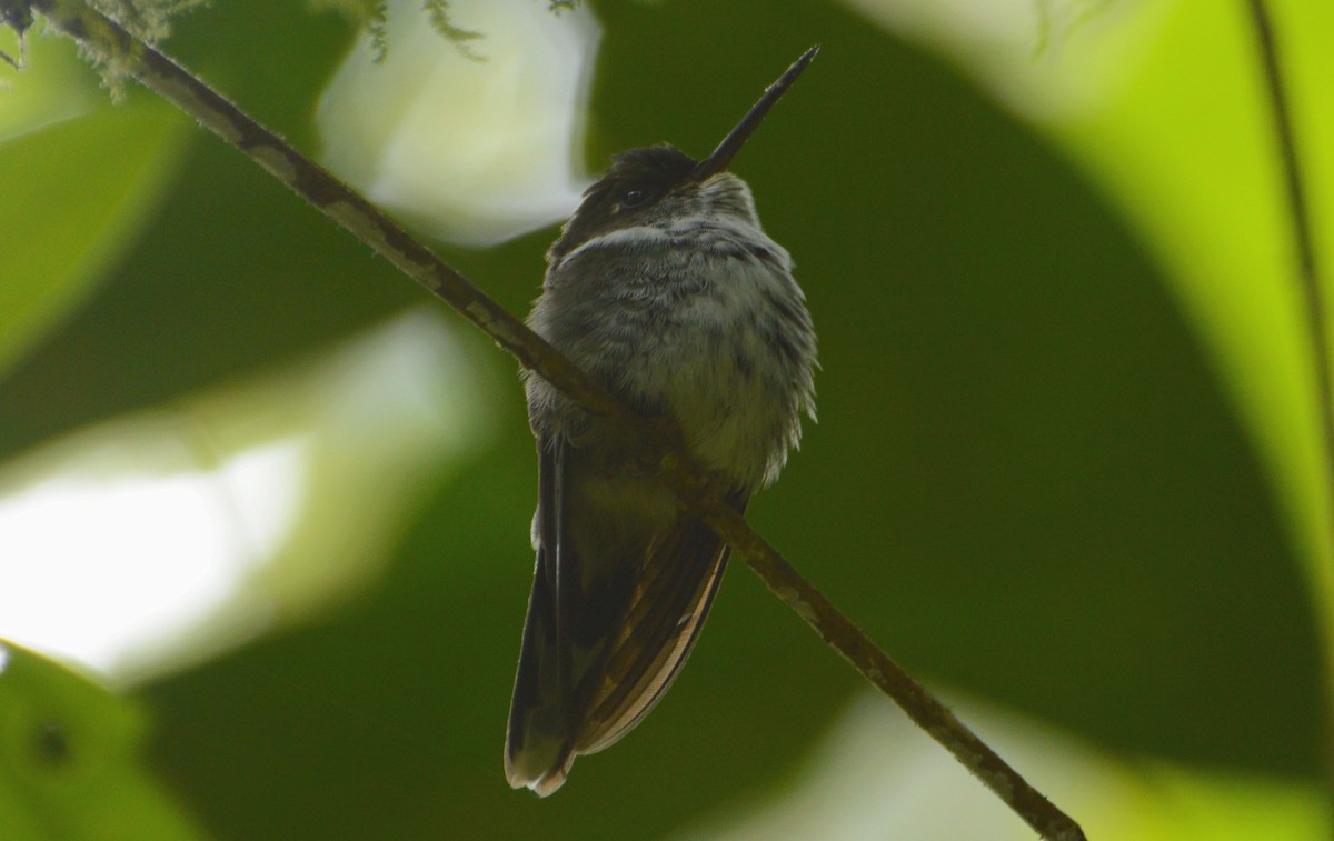 Schwarzweißschwanz-Kolibri - ML165521381