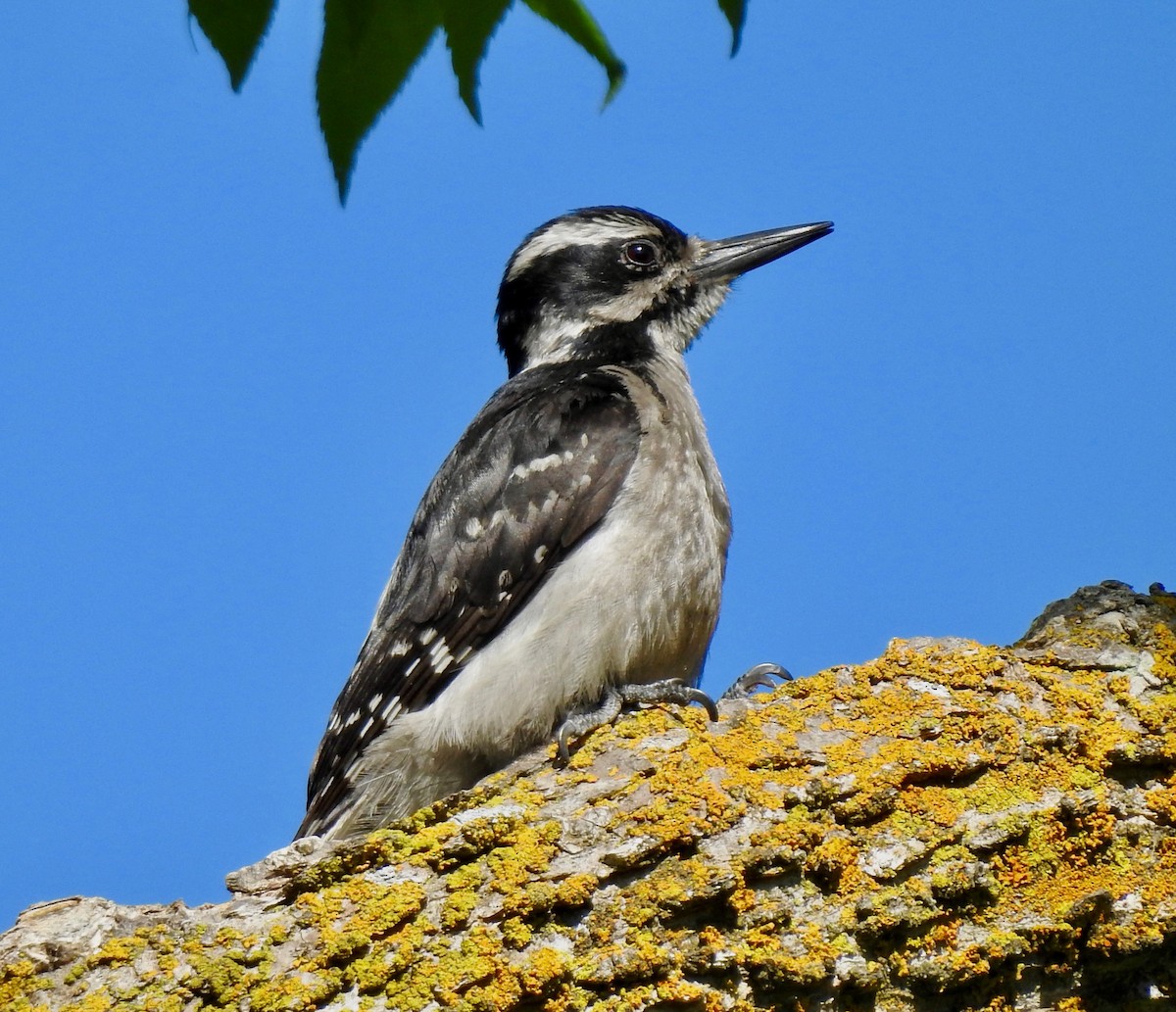 Hairy Woodpecker - ML165522591