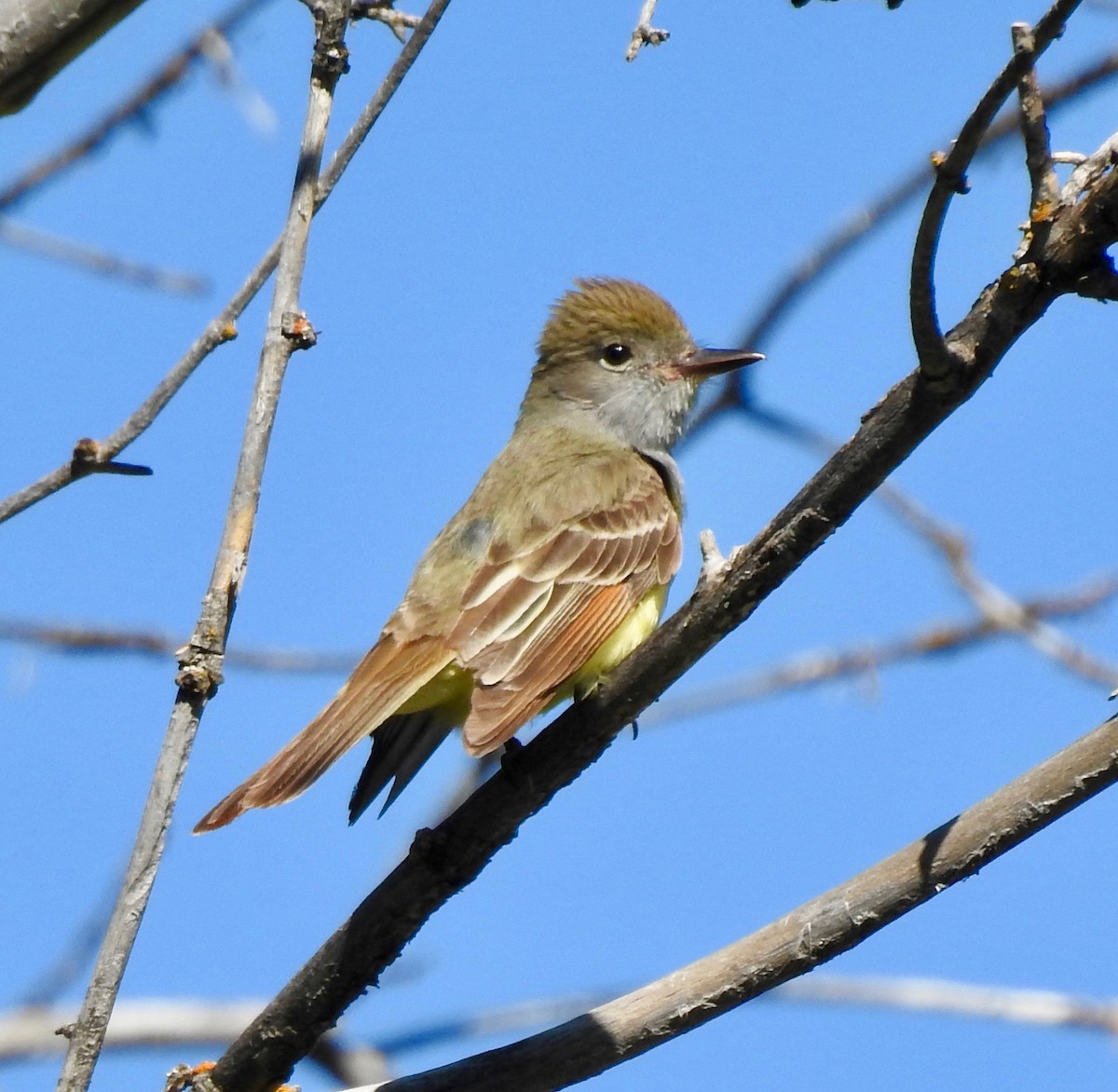 Great Crested Flycatcher - ML165522861
