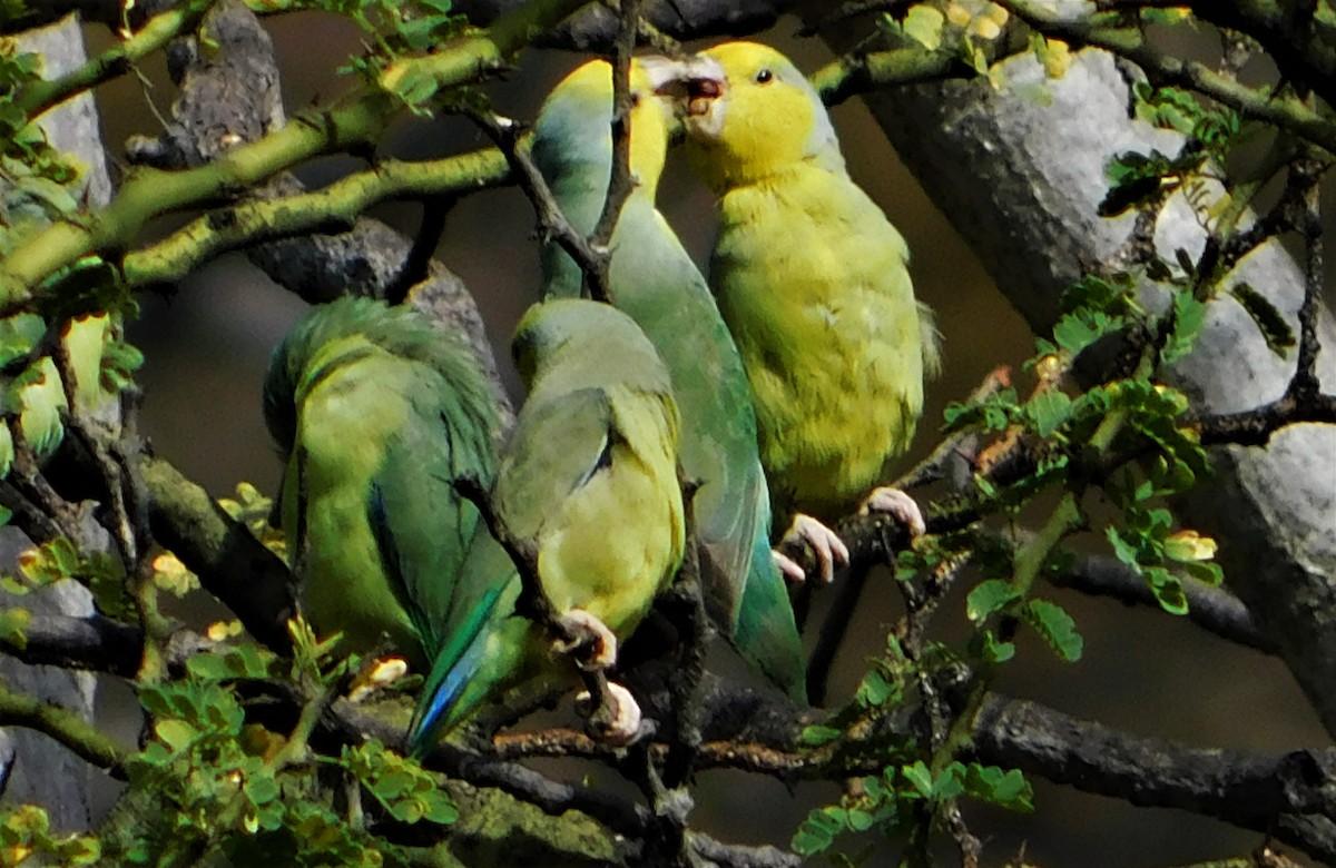 papoušíček žlutolící - ML165524761
