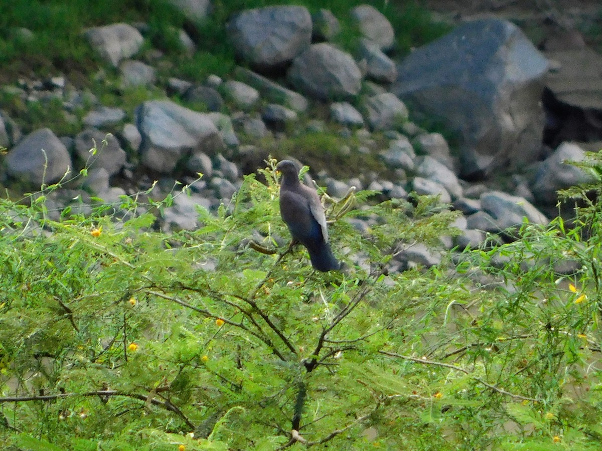 Peruvian Pigeon - ML165525211