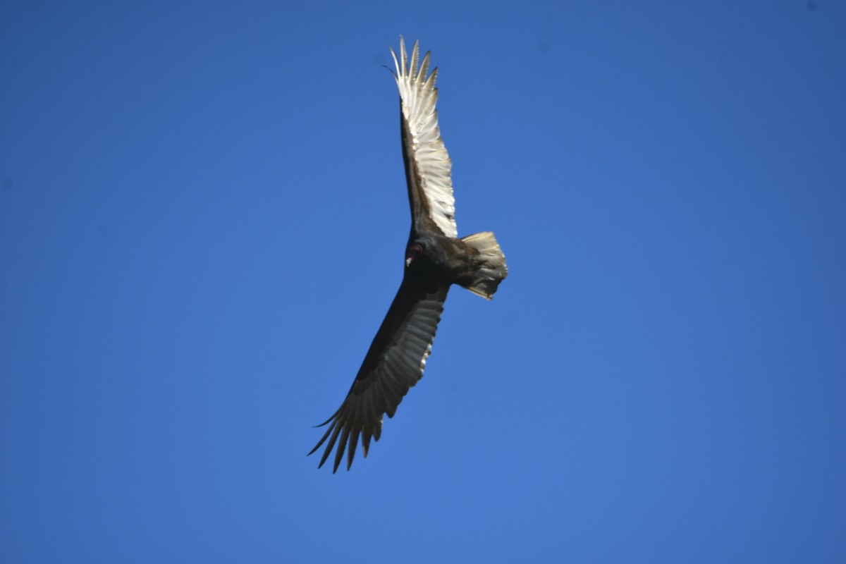 Turkey Vulture - Luis Uriel Correa Vera