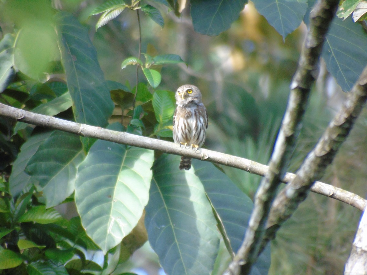 Ferruginous Pygmy-Owl - ML165529101