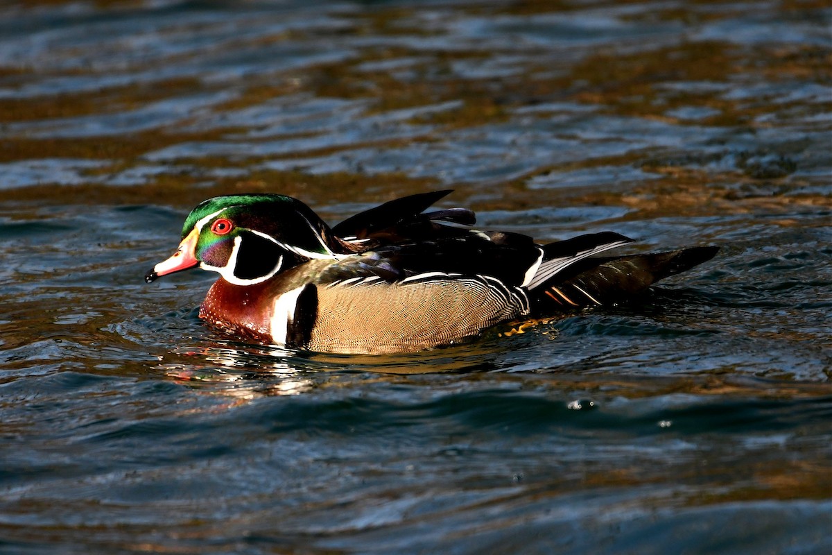 Wood Duck - Jerry Chen