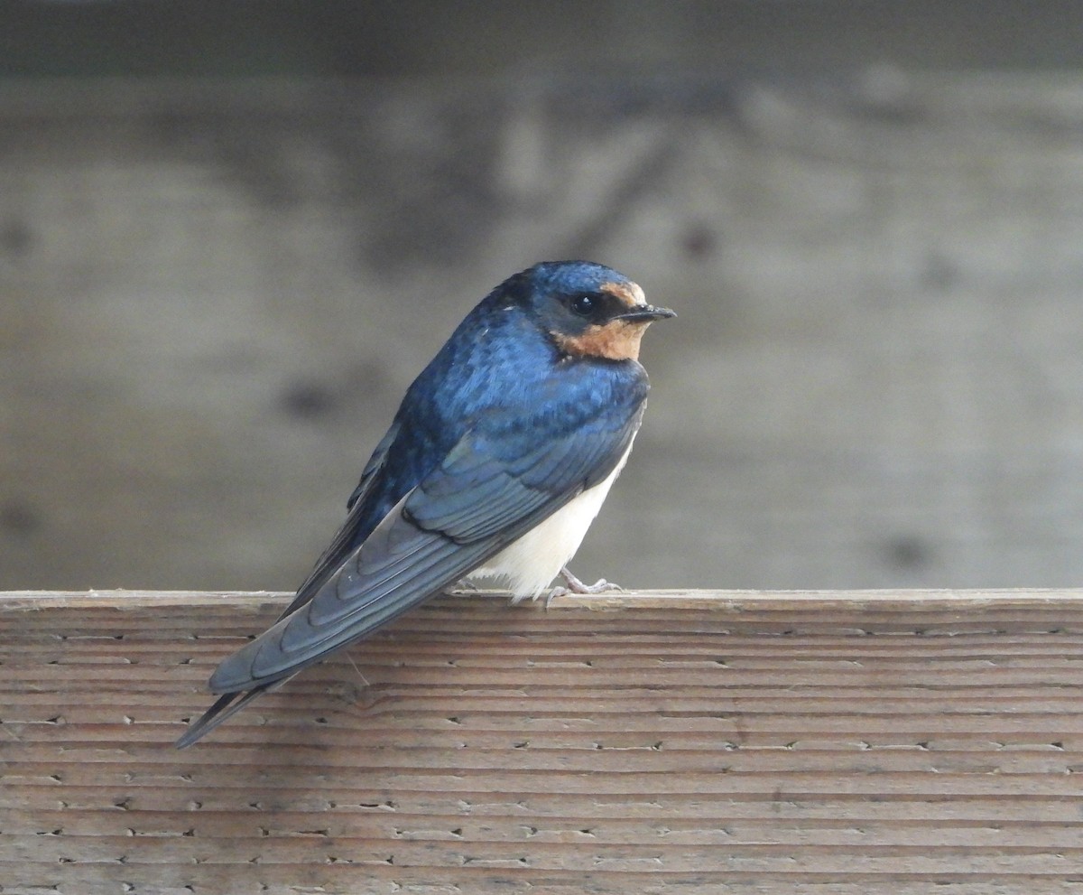 Barn Swallow - Pair of Wing-Nuts