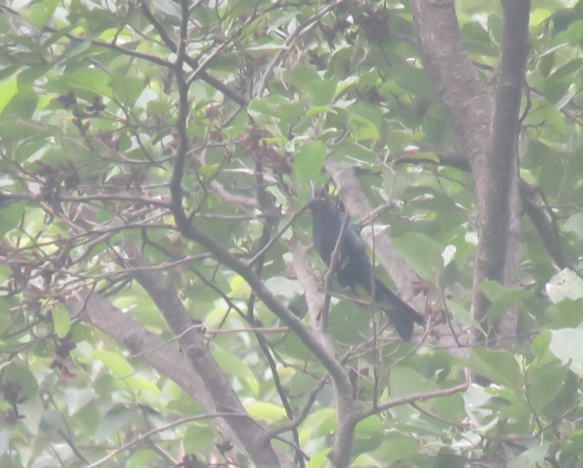 Square-tailed Drongo-Cuckoo - Samyam Rumba