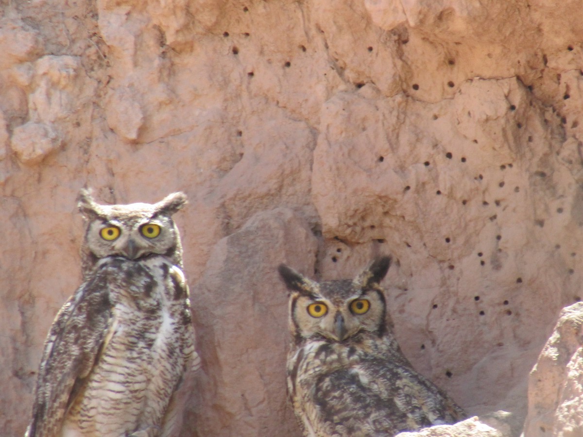 Great Horned Owl - ML165538531