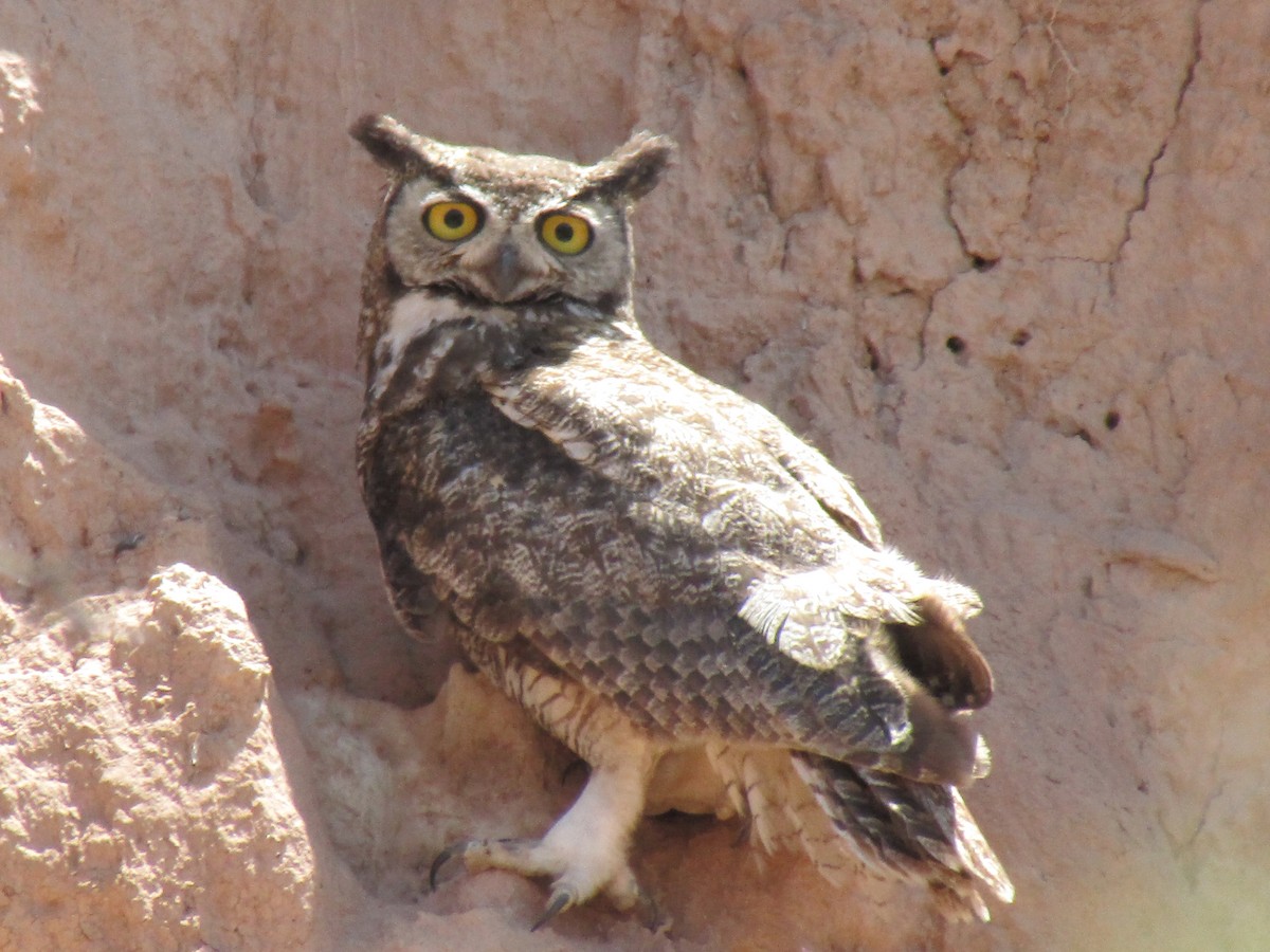 Great Horned Owl - ML165538581