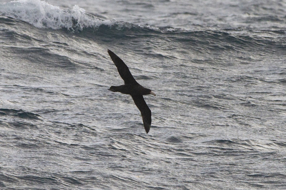 Northern Giant-Petrel - Stewart  Ford