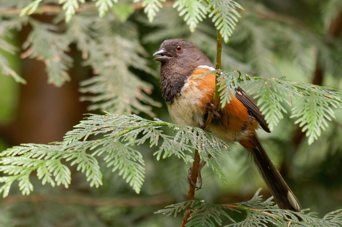Spotted Towhee - ML165540111