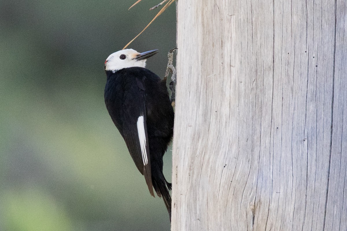 White-headed Woodpecker - ML165542671