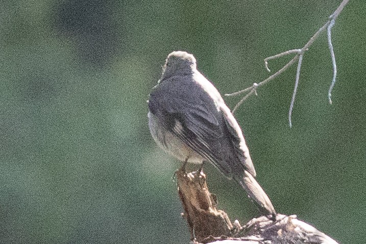 Townsend's Solitaire - ML165542711