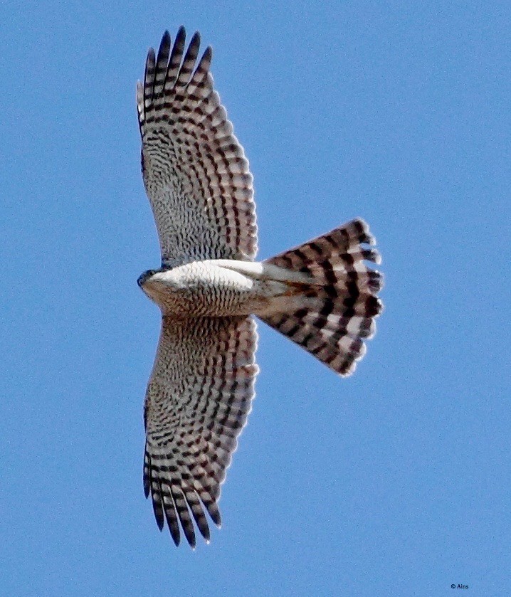 Eurasian Sparrowhawk - ML165544211