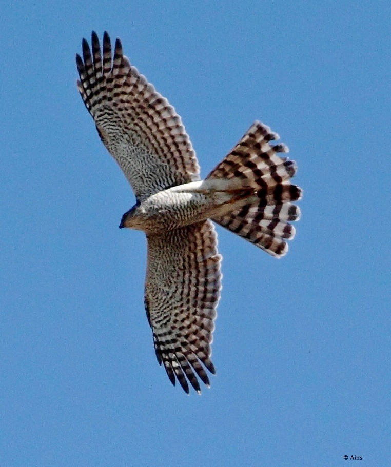 Eurasian Sparrowhawk - ML165544221