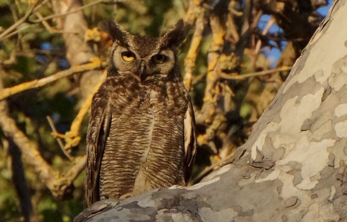 Great Horned Owl - TK Birder