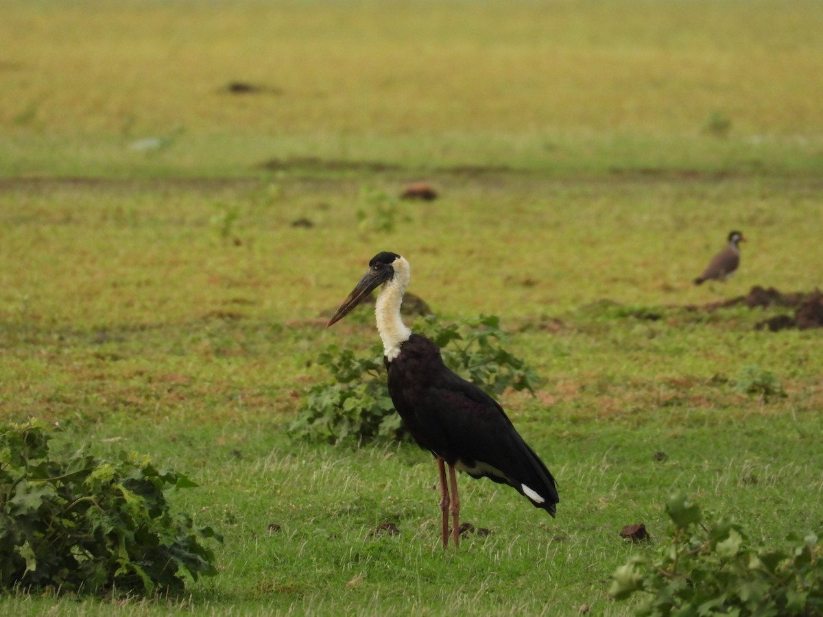 Asian Woolly-necked Stork - namassivayan lakshmanan