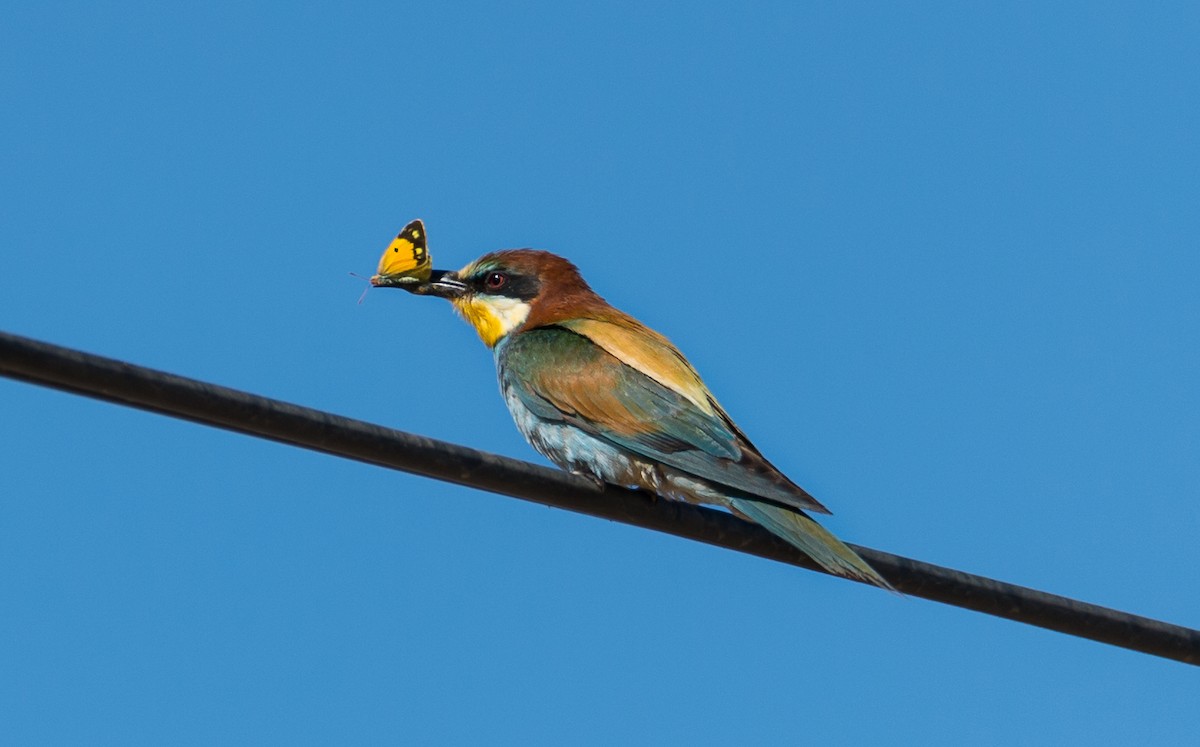 European Bee-eater - Rui Pereira | Portugal Birding