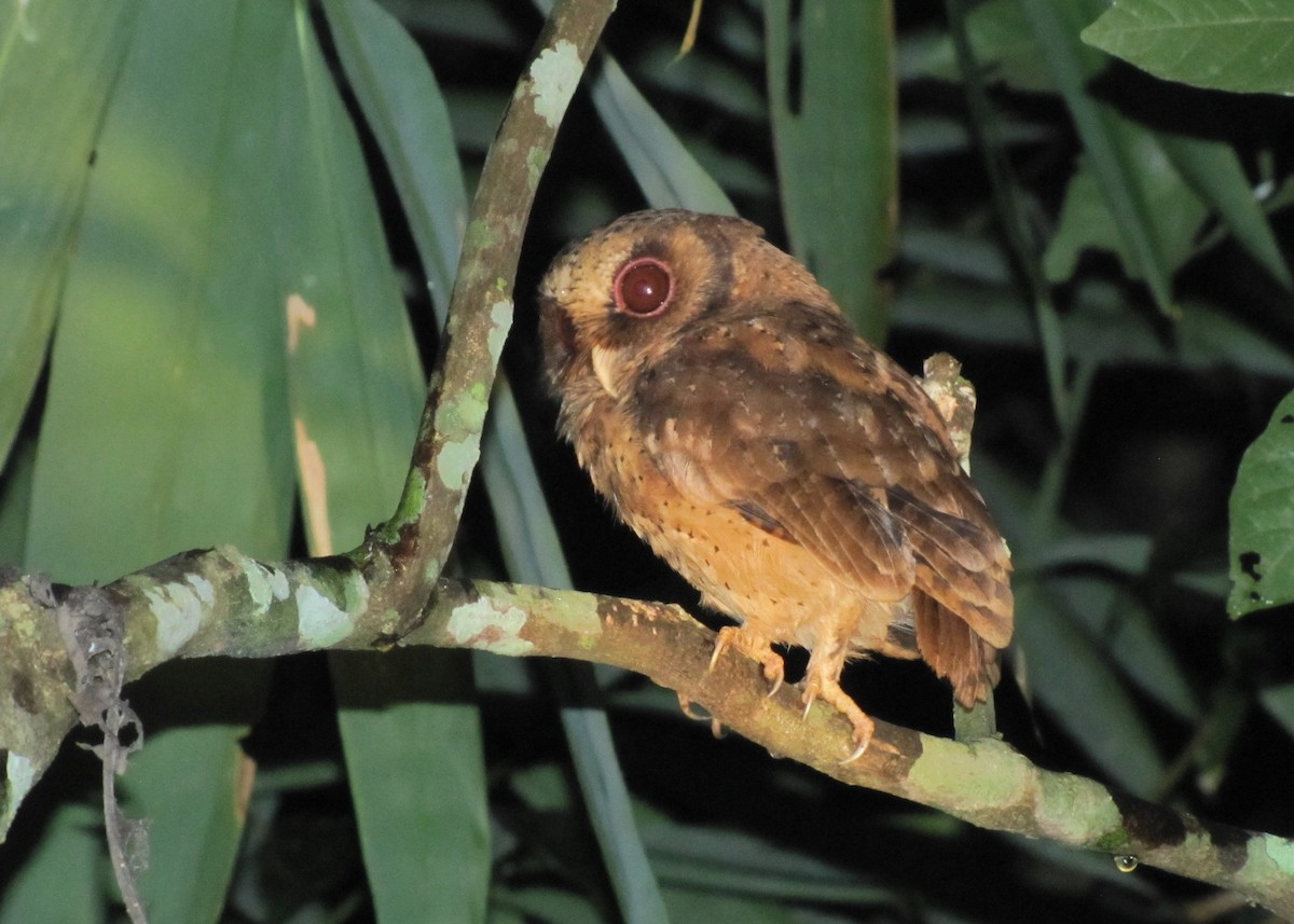 Reddish Scops-Owl - Mark Smiles