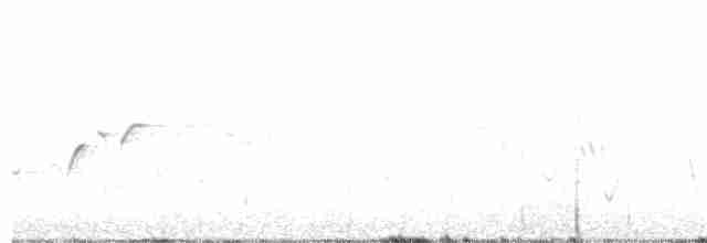 Tüpfelborstenvogel - ML165548491