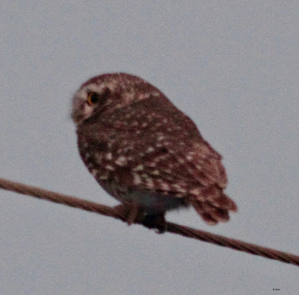 Spotted Owlet - Ains Priestman