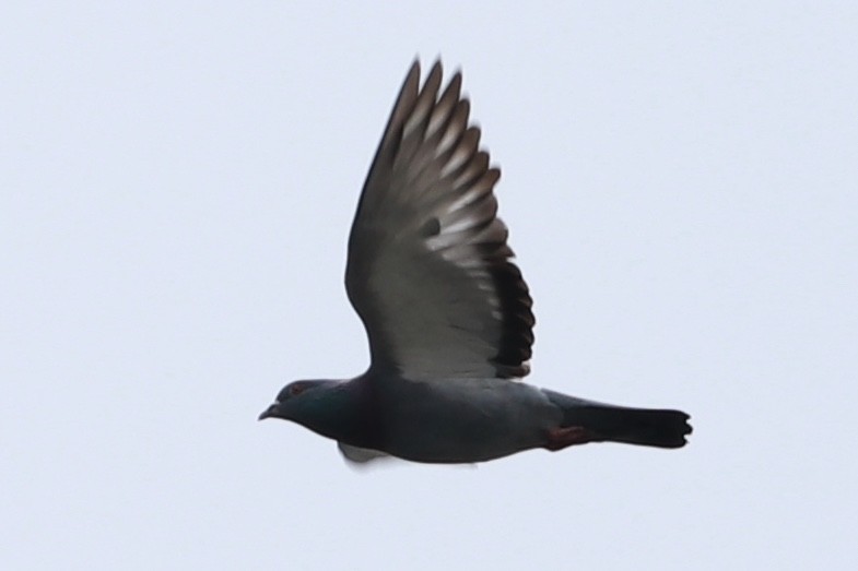 Rock Pigeon (Feral Pigeon) - Zebedee Muller