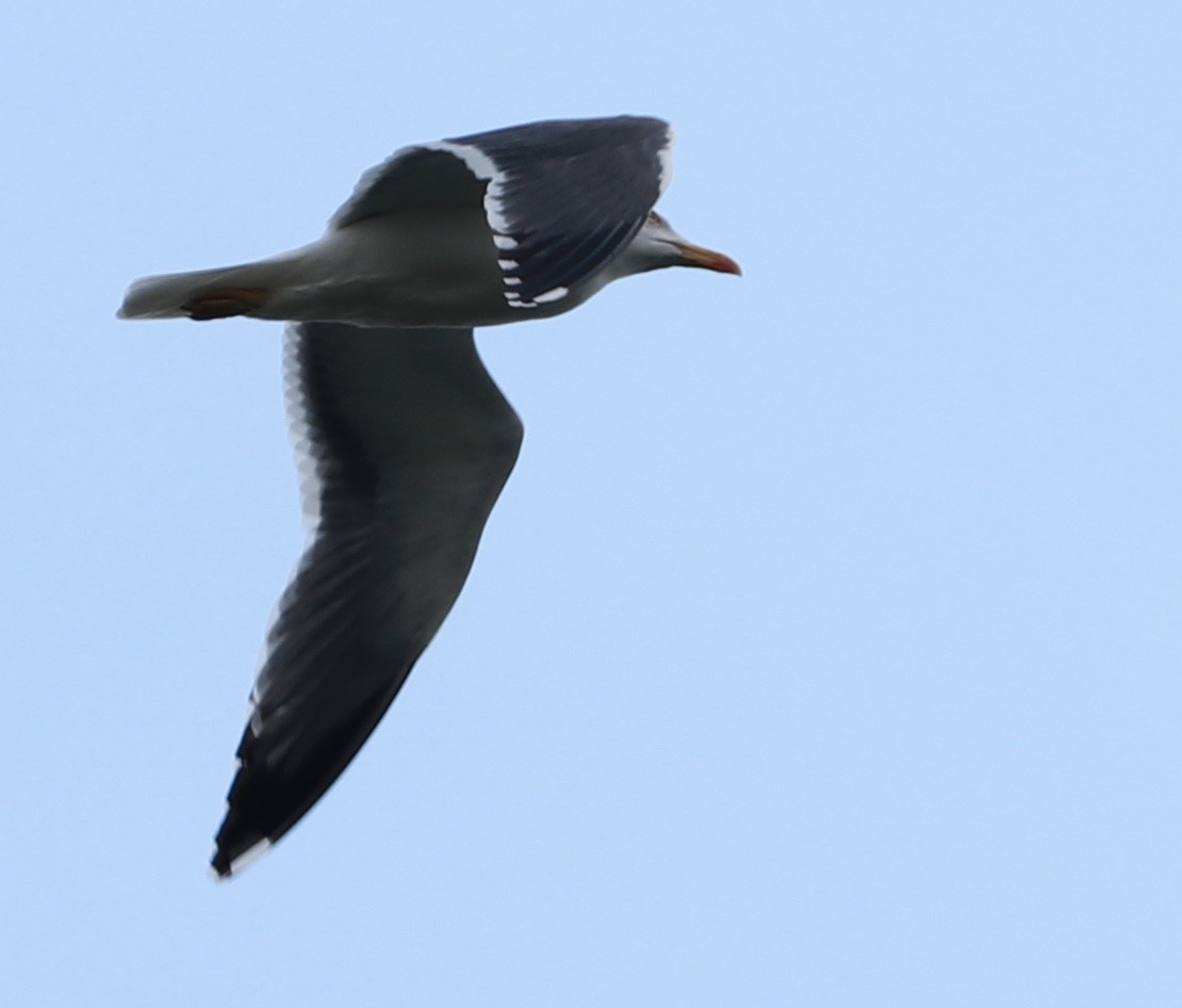 Lesser Black-backed Gull - Zebedee Muller