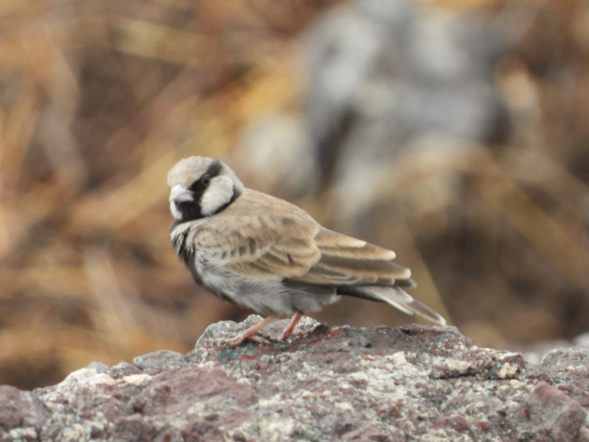 Ashy-crowned Sparrow-Lark - Lakshmikant Neve